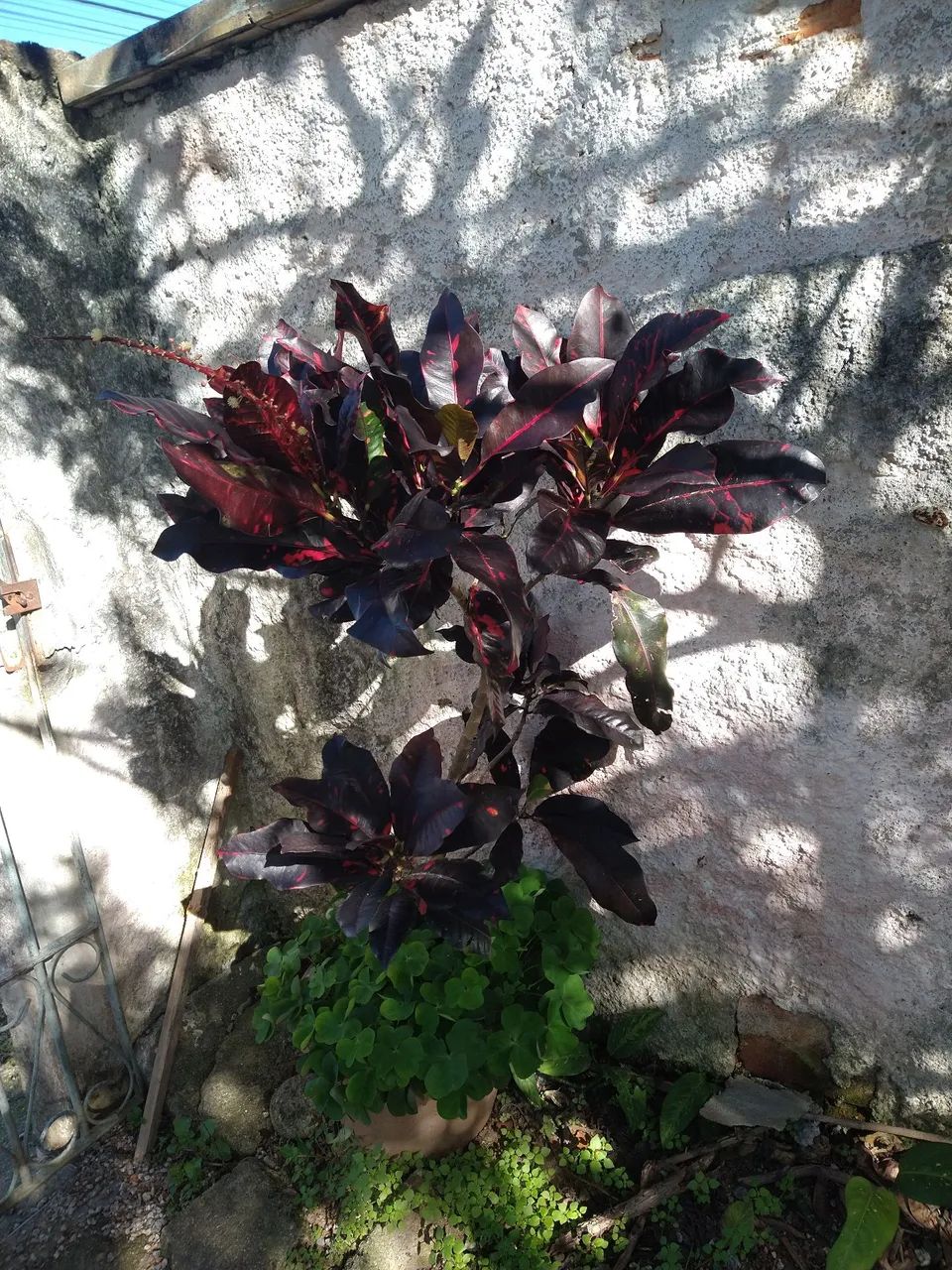 Muda de planta Croton. - Foto 2