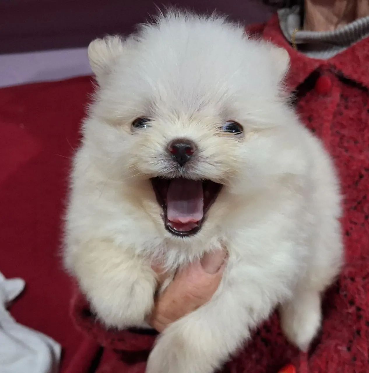 Lulu da Pomerânia Anão - Foto 5