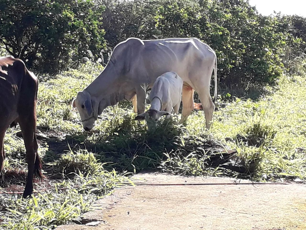 Vacas Nelore para Criação