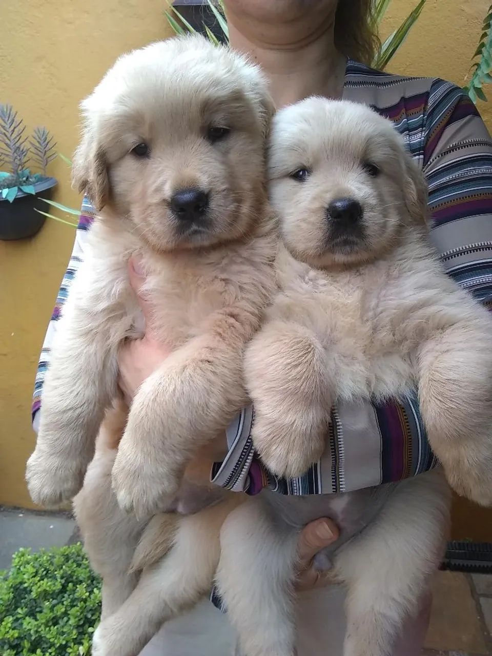 Golden Retriever : Disponível Filhotes  