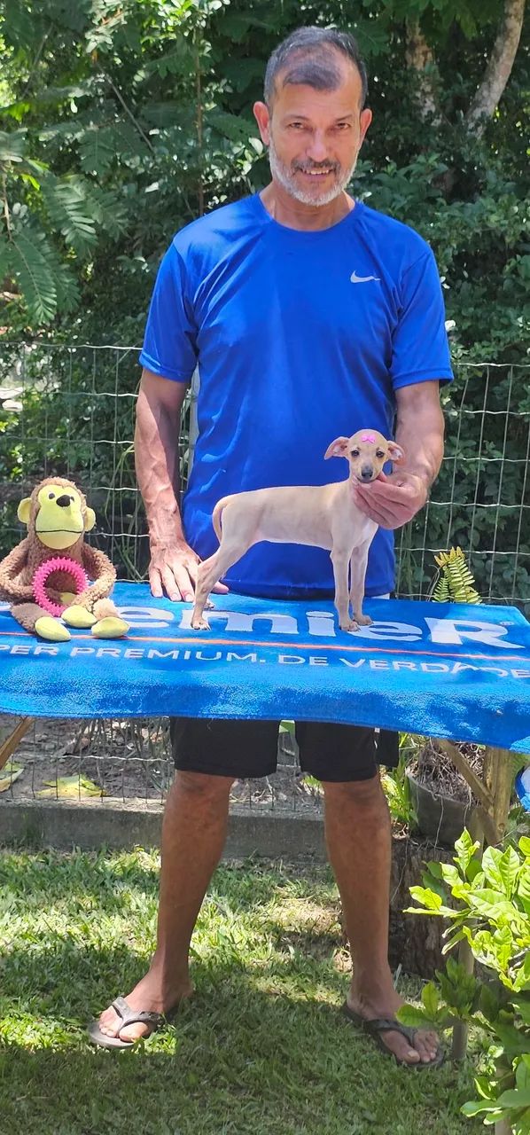 Galgo italiano Fêmea Isabela - Ideal para aptº