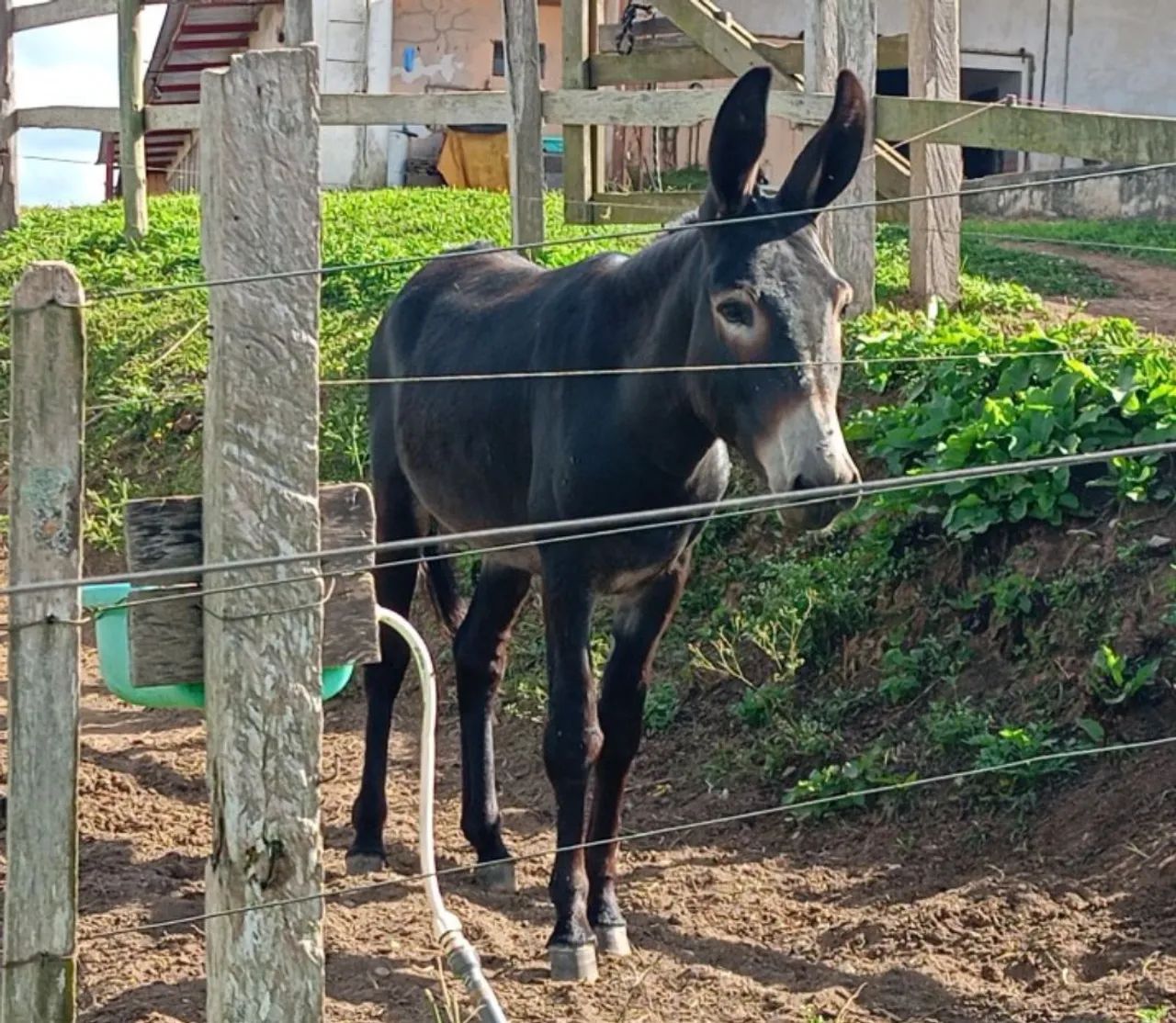 Jumento Preto Marcha Picada - Foto 4