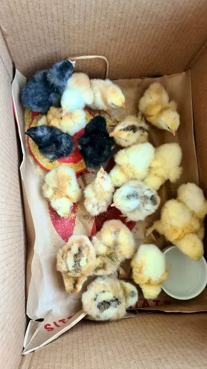 Pintos raça Brahma em POA - Foto 5