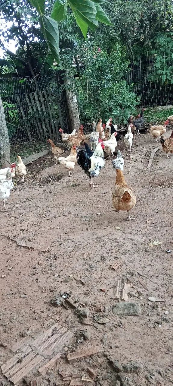 Vendo galinhas adultas (a sua escolha) - Foto 3