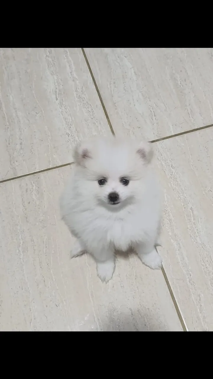 Lindo filhote de Spitz Alemão disponível!