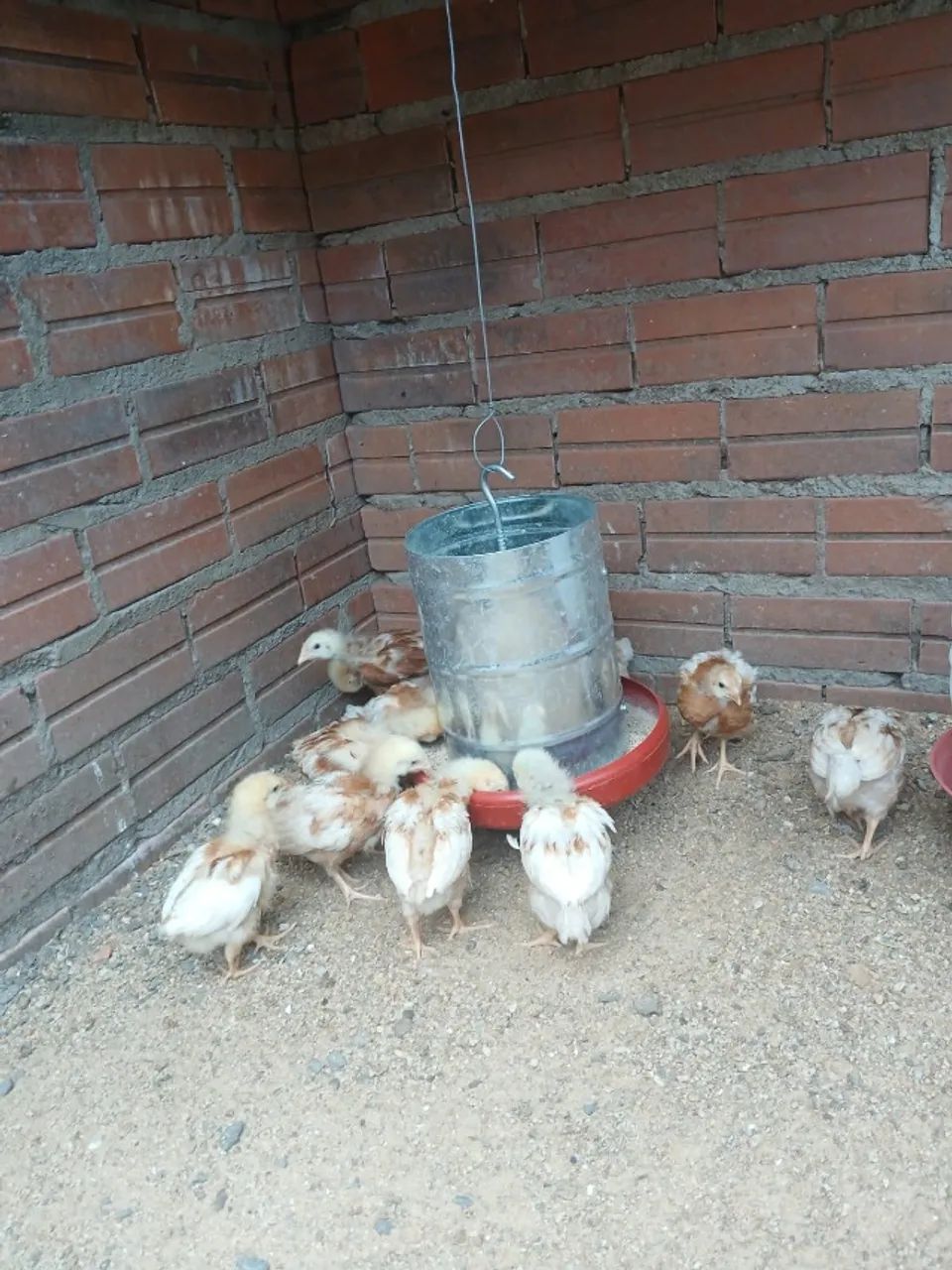 13 Franguinhas Com 45 Dias, Raça Isa Brown "Poedeiras"