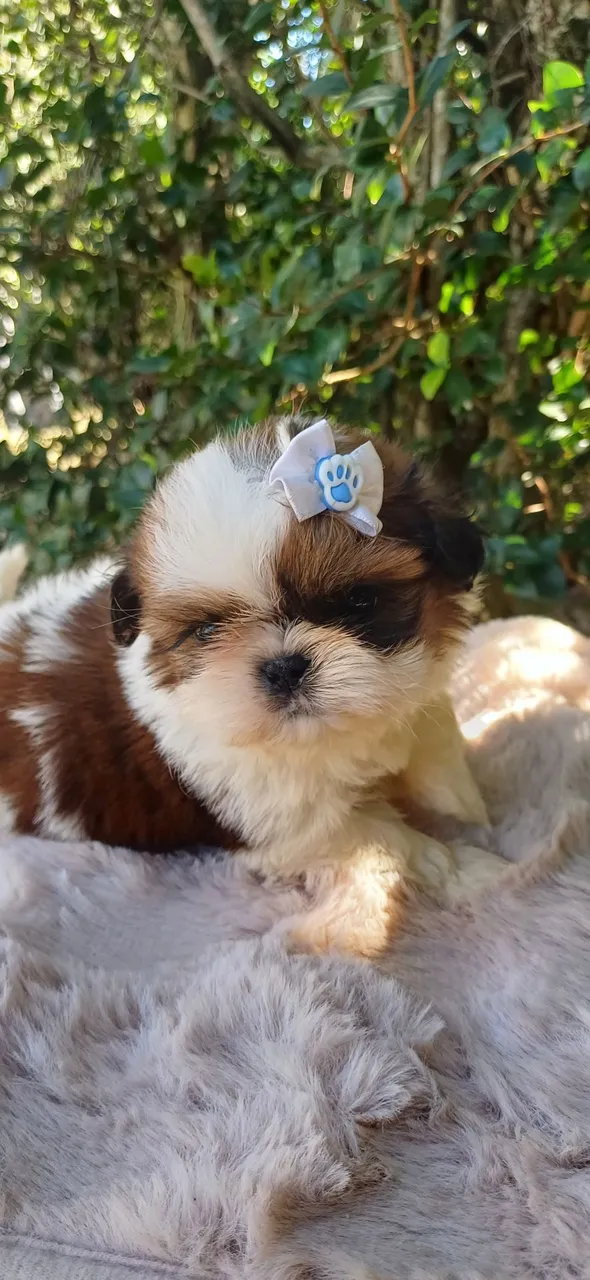 Promoção Shih tzu miniatura