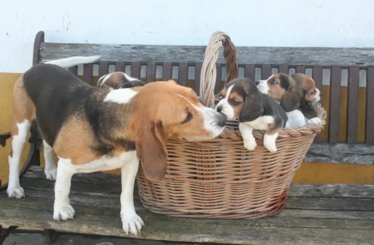 Beagle os mais saudaveis e legetimos pacotinhos de amor  - Foto 4