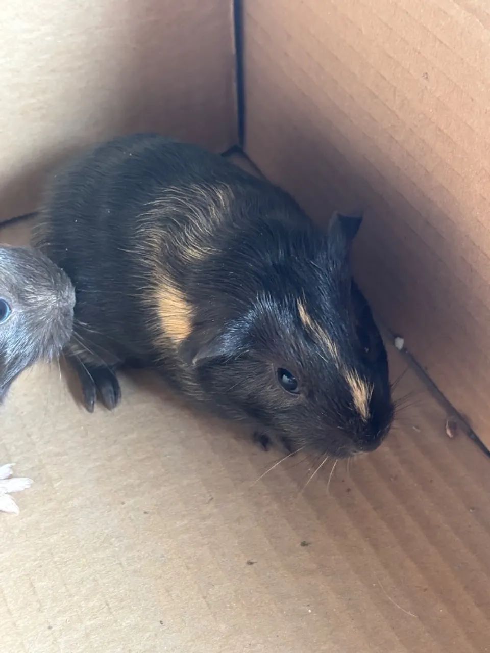 Porquinho da índia Macho