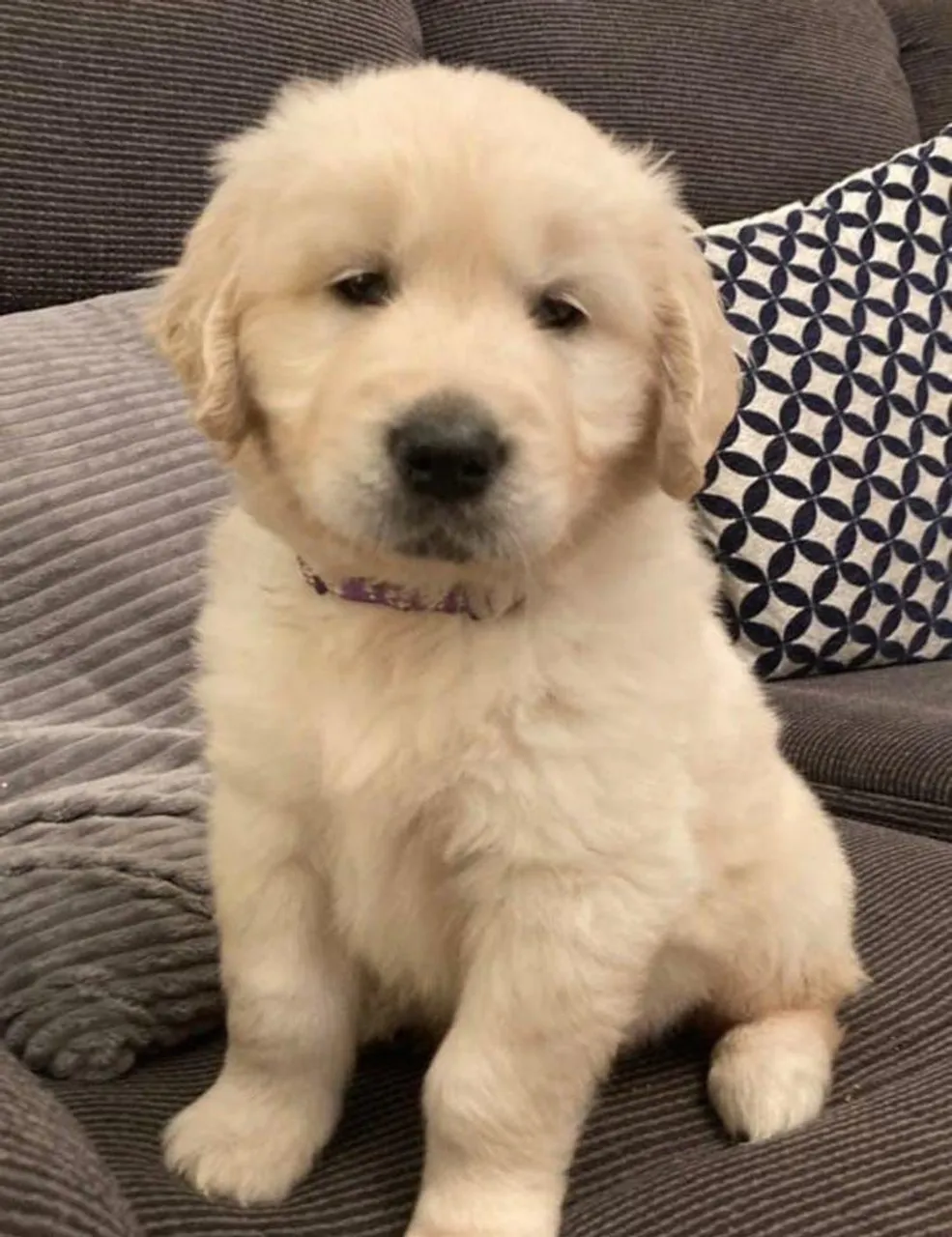 Filhote de Golden Retriever