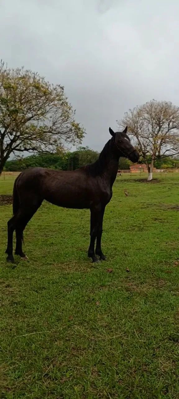 Cavalo - Foto 2