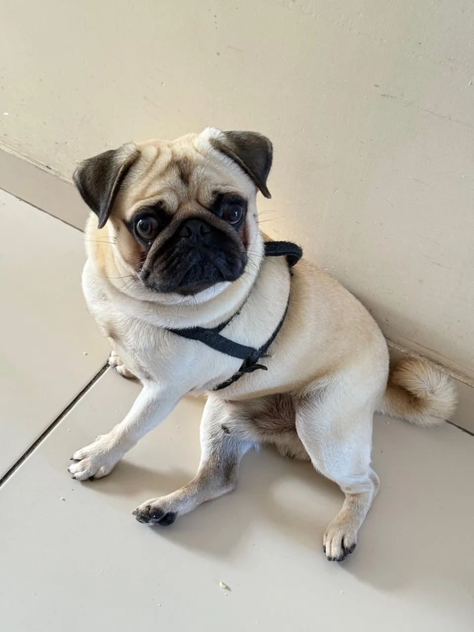 Pug macho adorável 