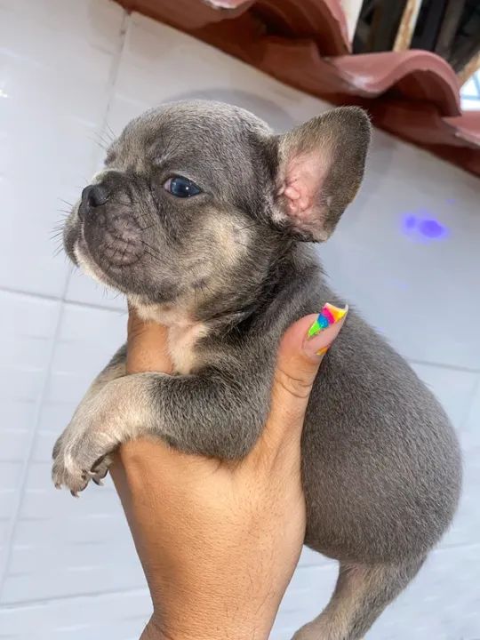 Bulldog francês macho act cartão parcelo 12 x  - Foto 2