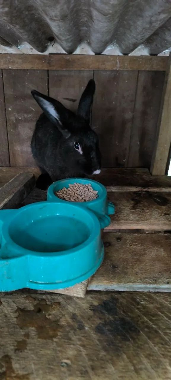 Coelho machos  - Foto 4