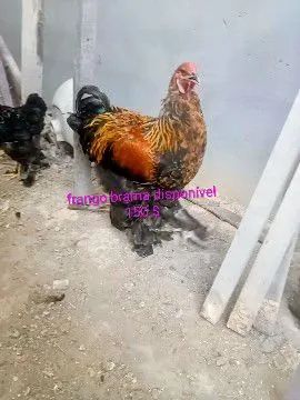 BRAHAMA disponível 64751037001858122