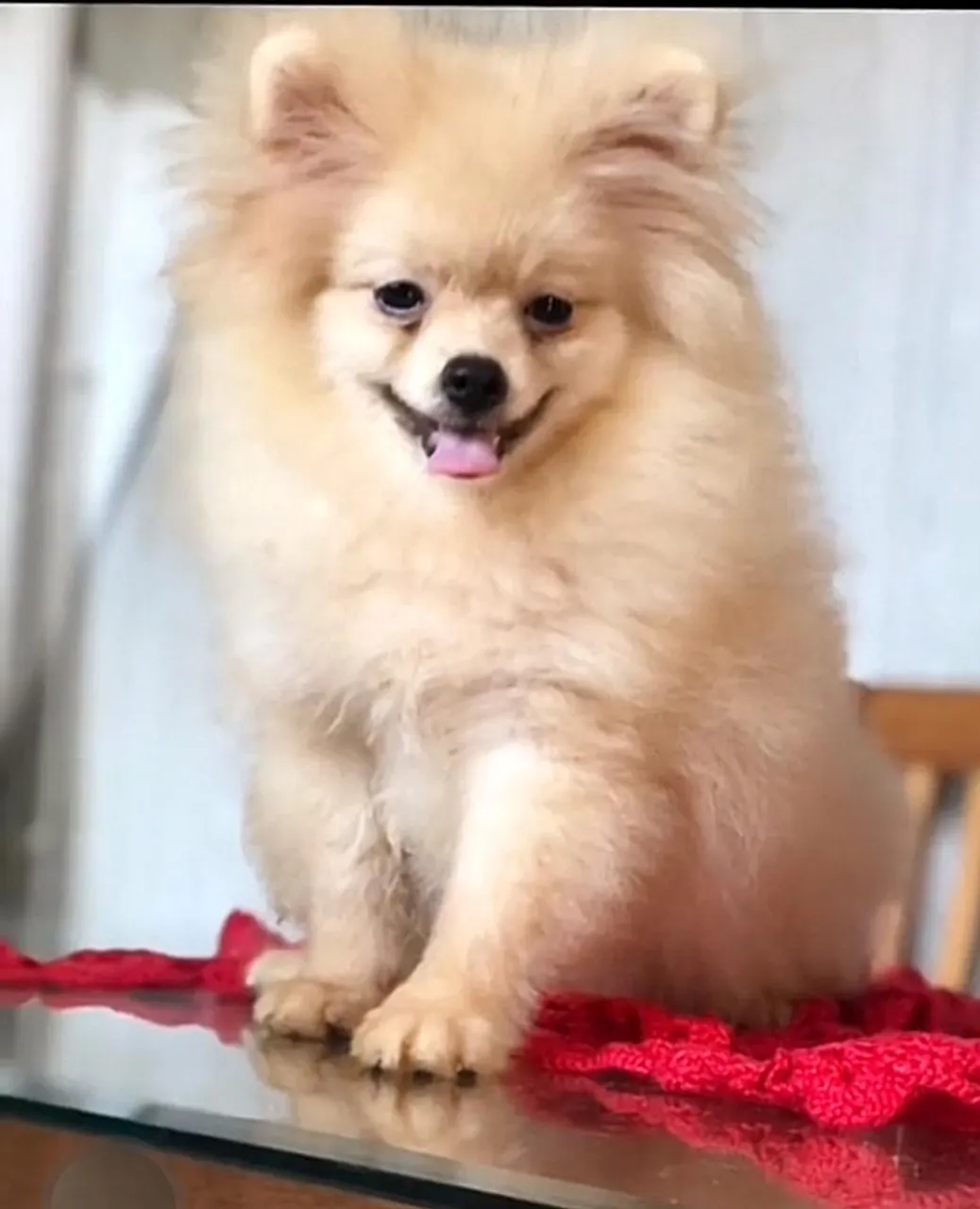 MACHO de Lulu ANÃO com garantia