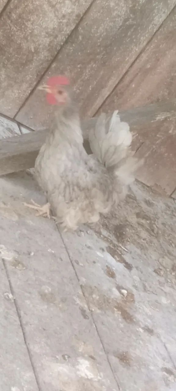 Frangos da raça Nagasaki  - Foto 4