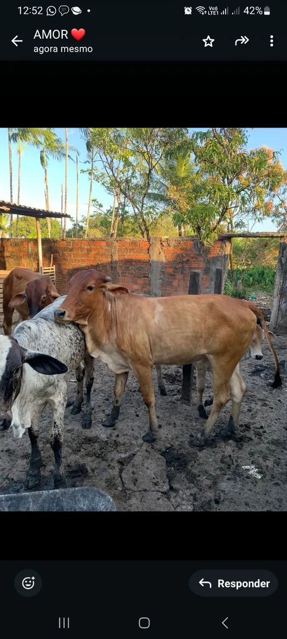 8 Bovinos para Venda  - Foto 5