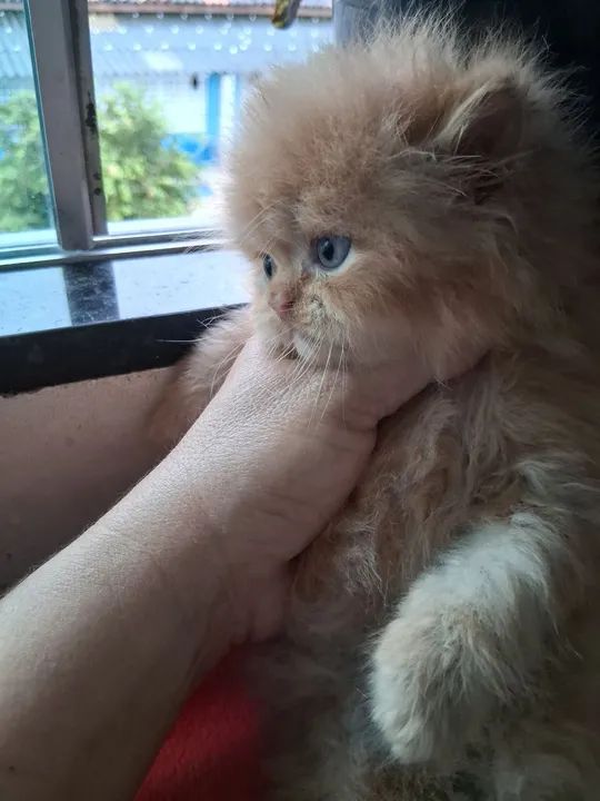 LEÃOZINHO PERSA MACHO  - Foto 5