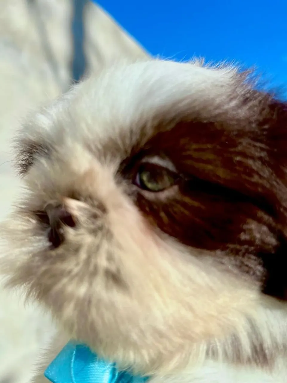 Shih Tzu filhote