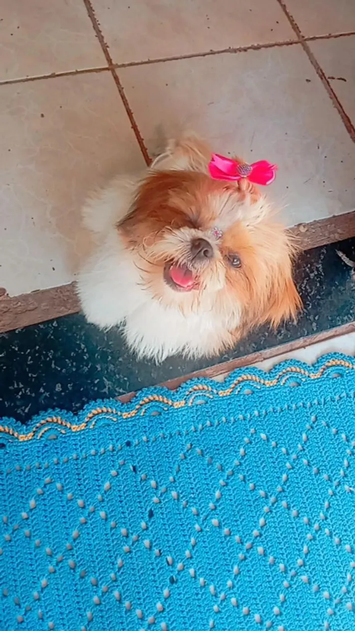 Shih Tzu fêmea com linda fita rosa
