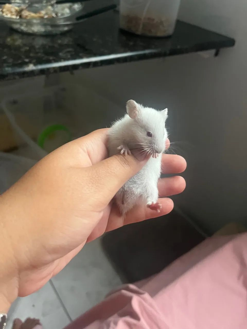 Venda-se Filhotes de Hamster Sírio - Foto 3