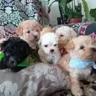 Filhotes de Poodle disponíveis