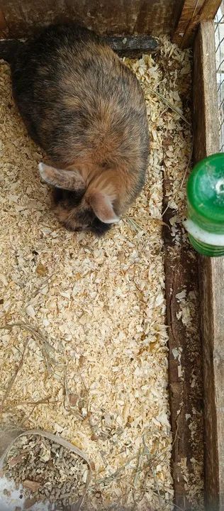 Vendo mini coelha Lion  - Foto 4