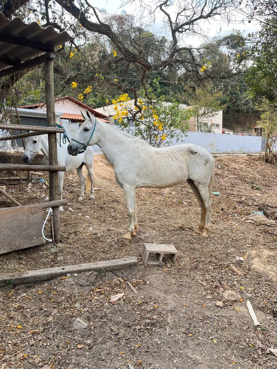 Égua registrada - Foto 4