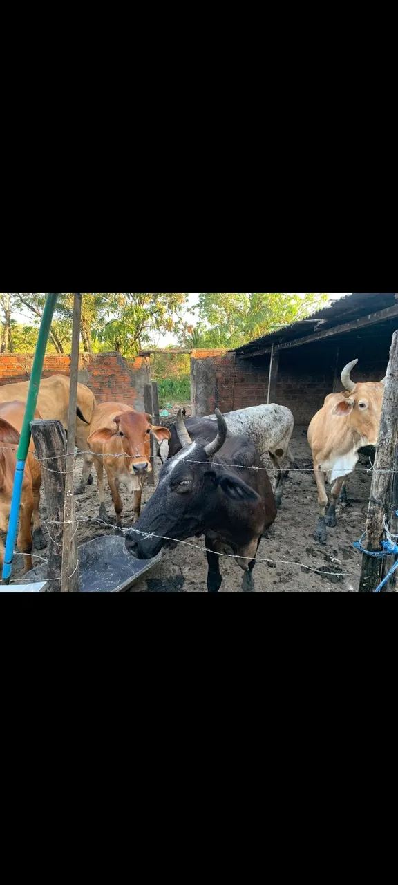 8 Bovinos para Venda  - Foto 4