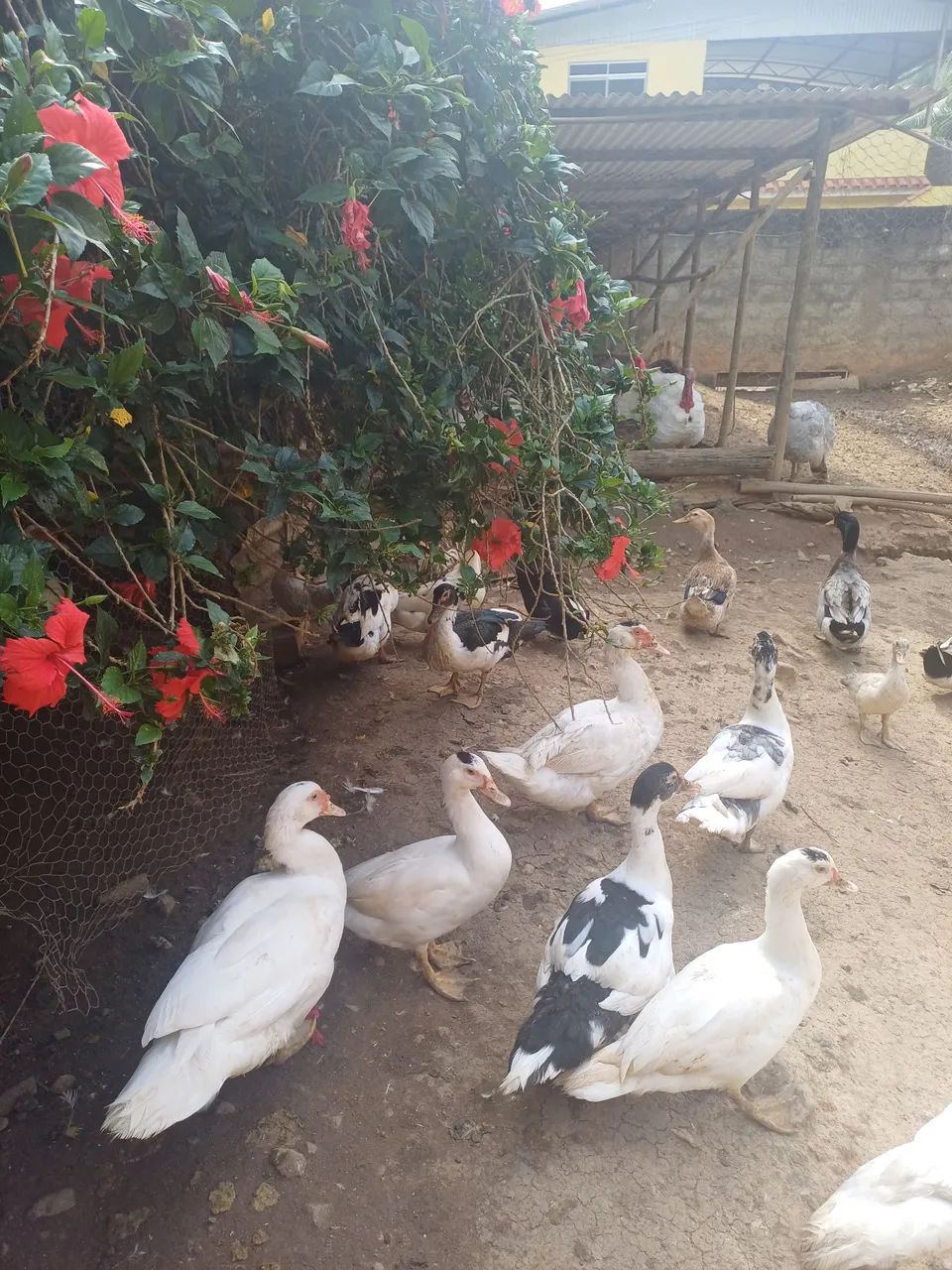 Marrecos e patos  - Foto 5