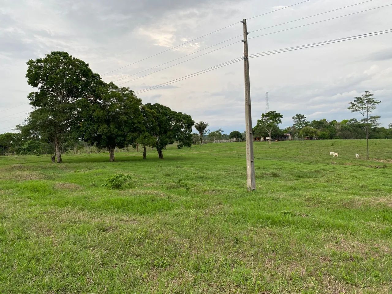 Vende uma terra 50hectares na Br 364  sentido sena madureira na beira do asfalto  - Foto 4