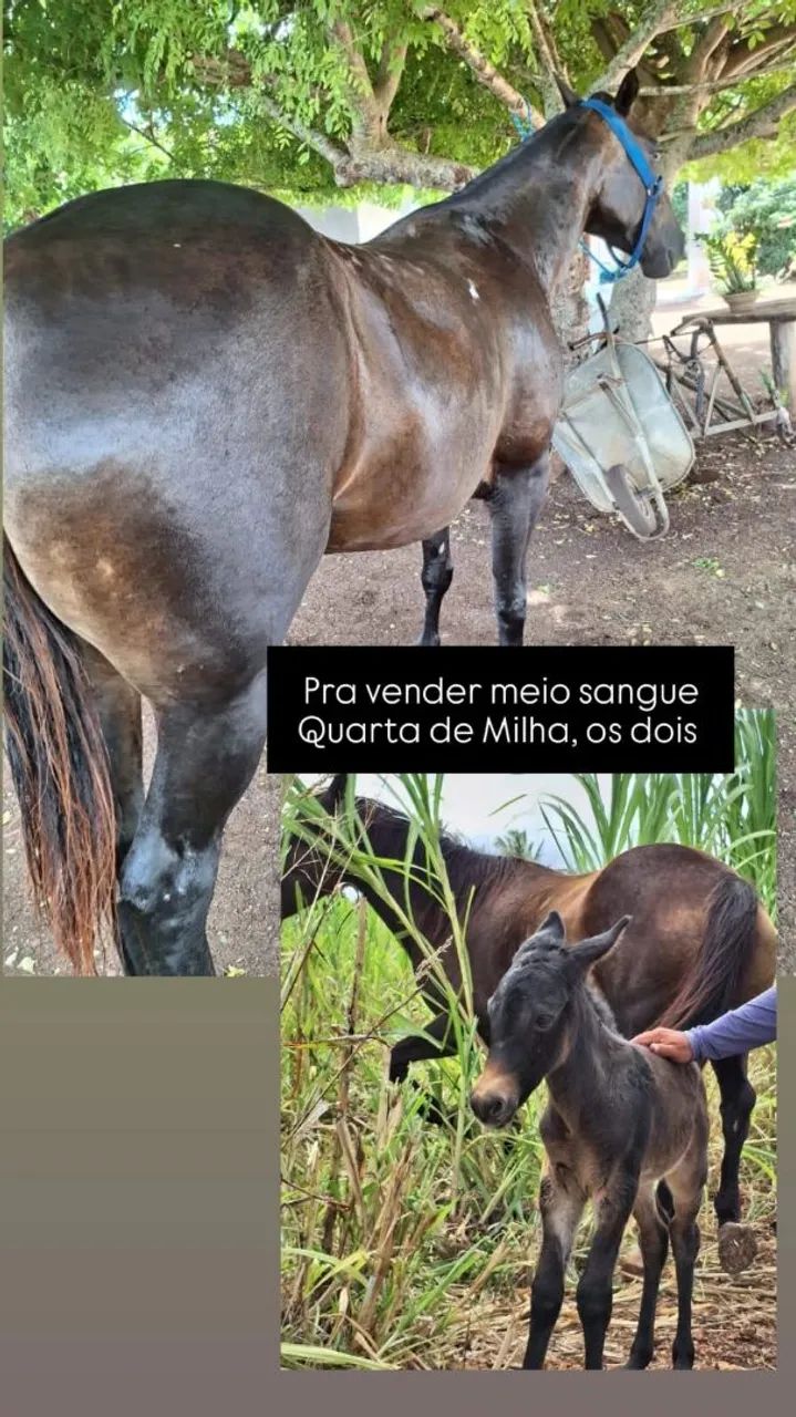 Cavalo meio sangue quarto de milha 