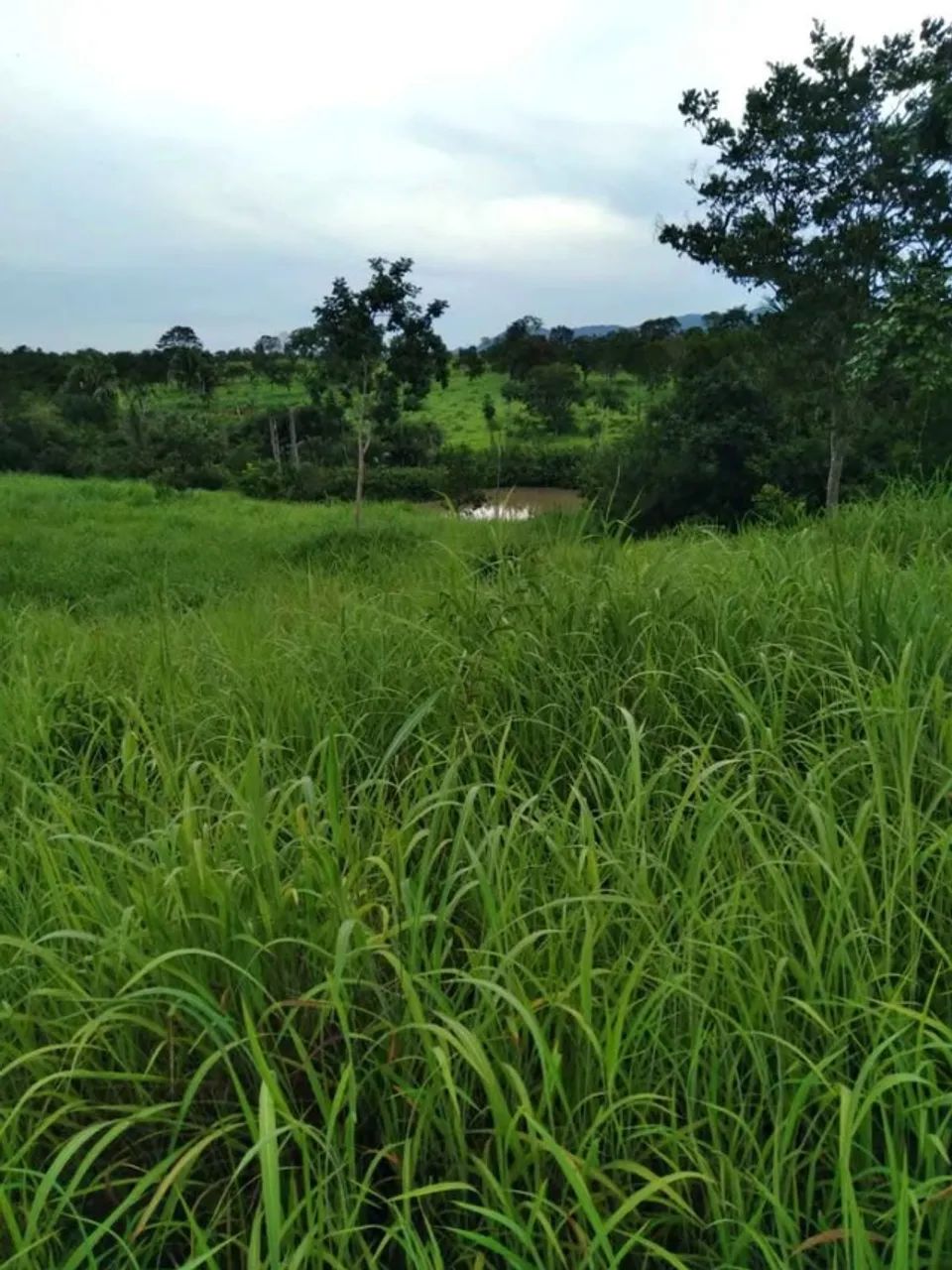 FAZENDA 38 ALQ, COLINAS DO SUL - Foto 2
