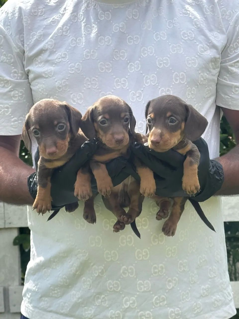 Teckel- o daschund mais procurado 