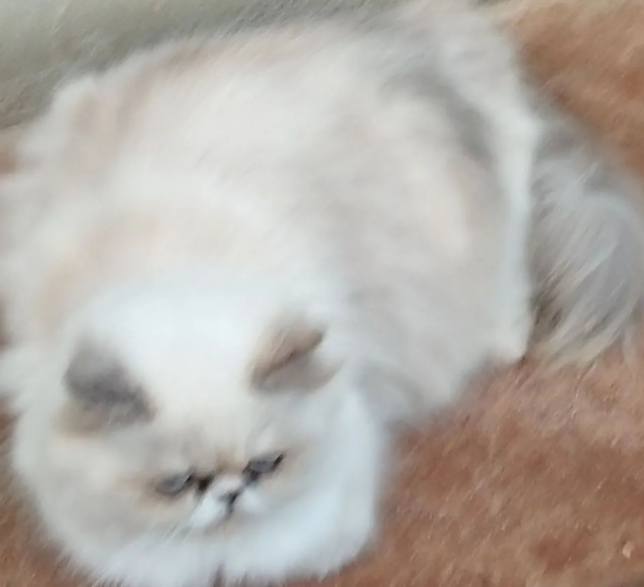 Gatinho persa  - Foto 2