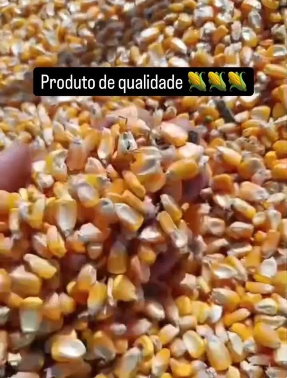 Venda de Milho em Grãos e Demais produtos Agricolas Direto da Fazenda-Dispensamos Curiosos - Foto 3