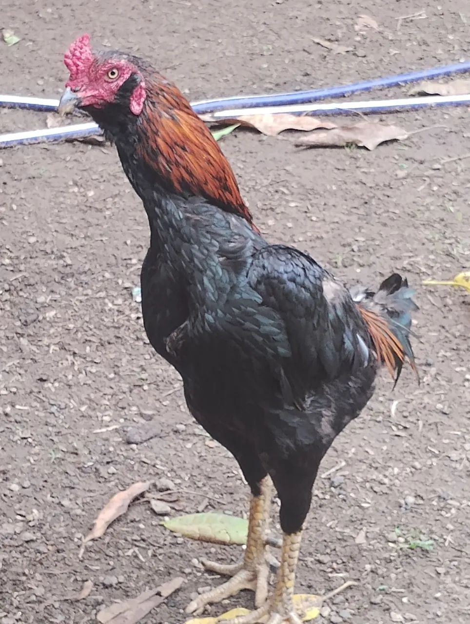 Galos caipiras 