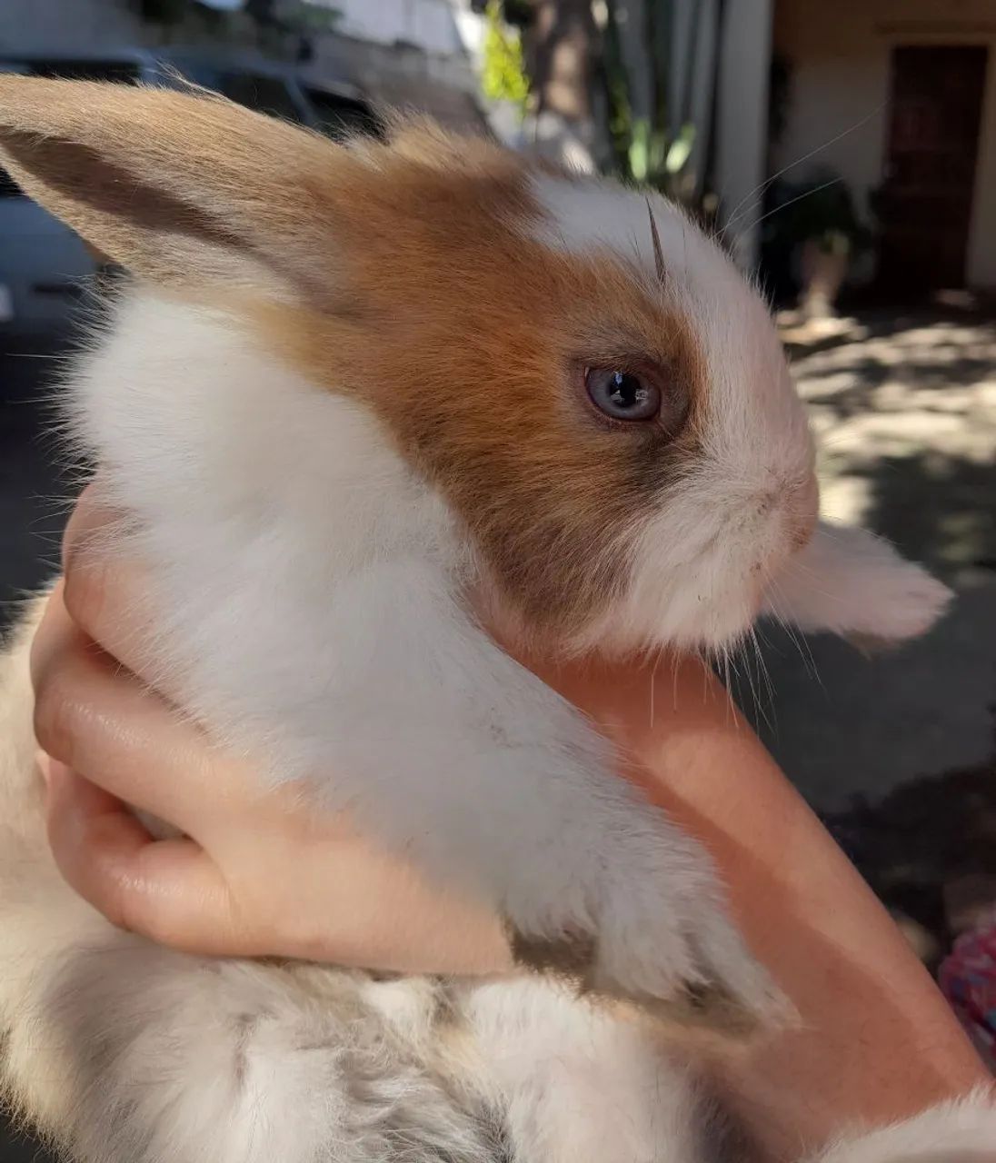 Coelhos  - Foto 2