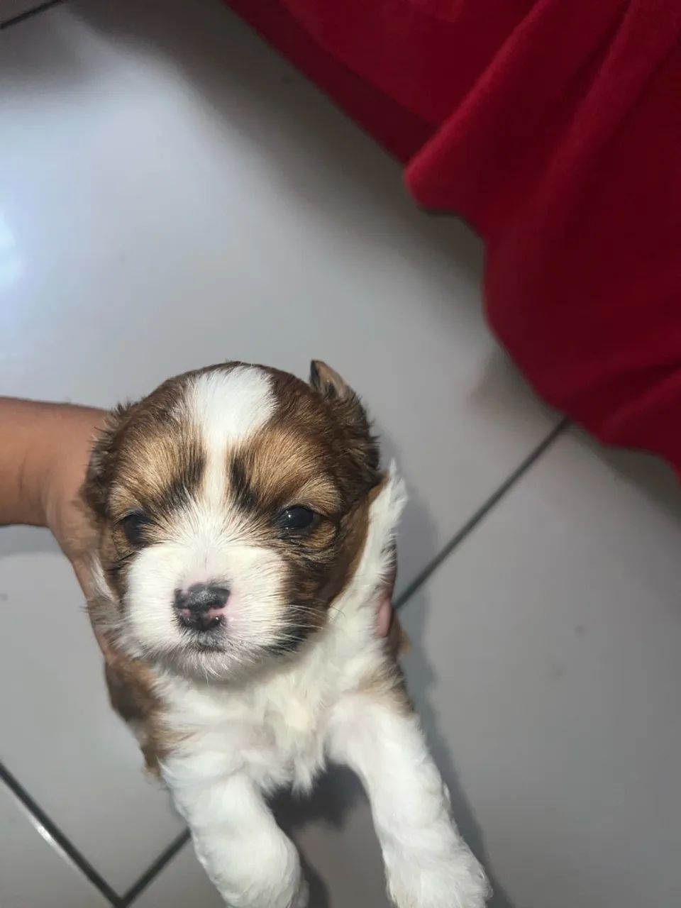 Shih tzu - Foto 4