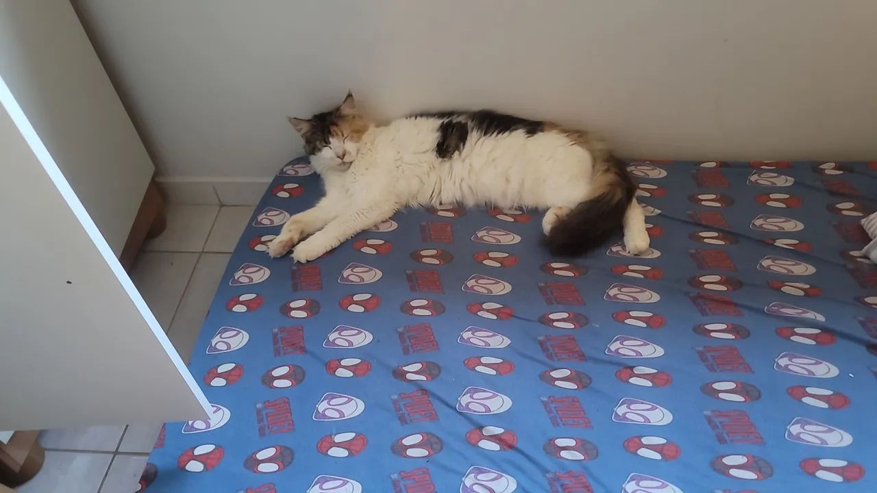 Gata Mainecoon - Foto 2
