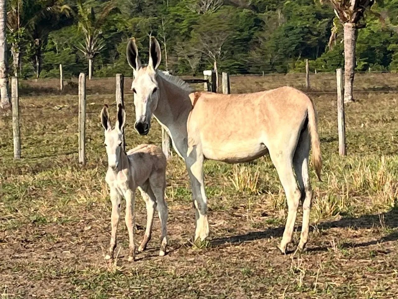 Jumento Pêga  - Foto 5