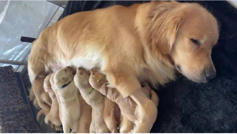 FILHOTES DE GOLDEN RETRIVER DISPONÍVEIS  - Foto 2