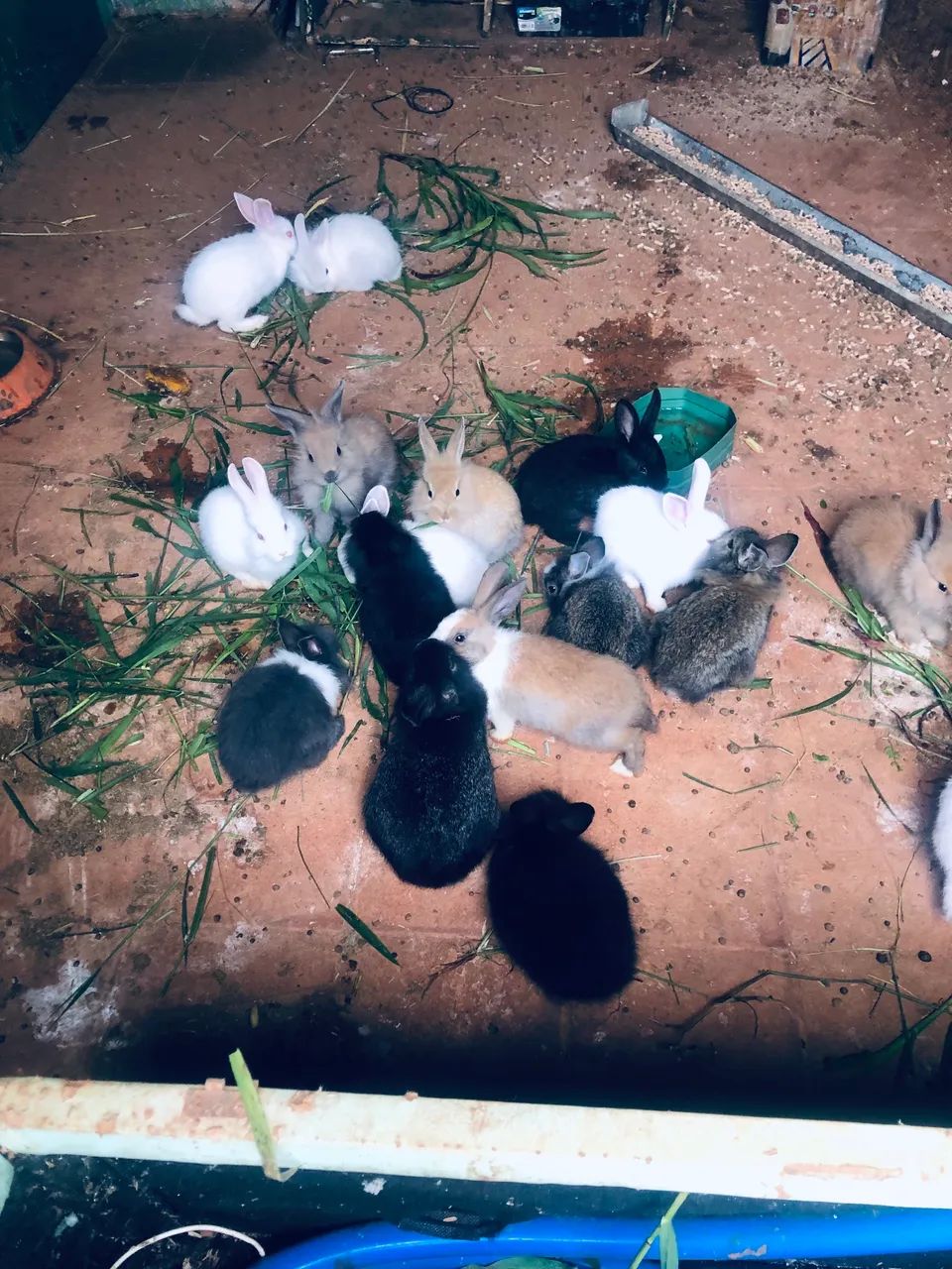 Filhotes de coelhos - Foto 2