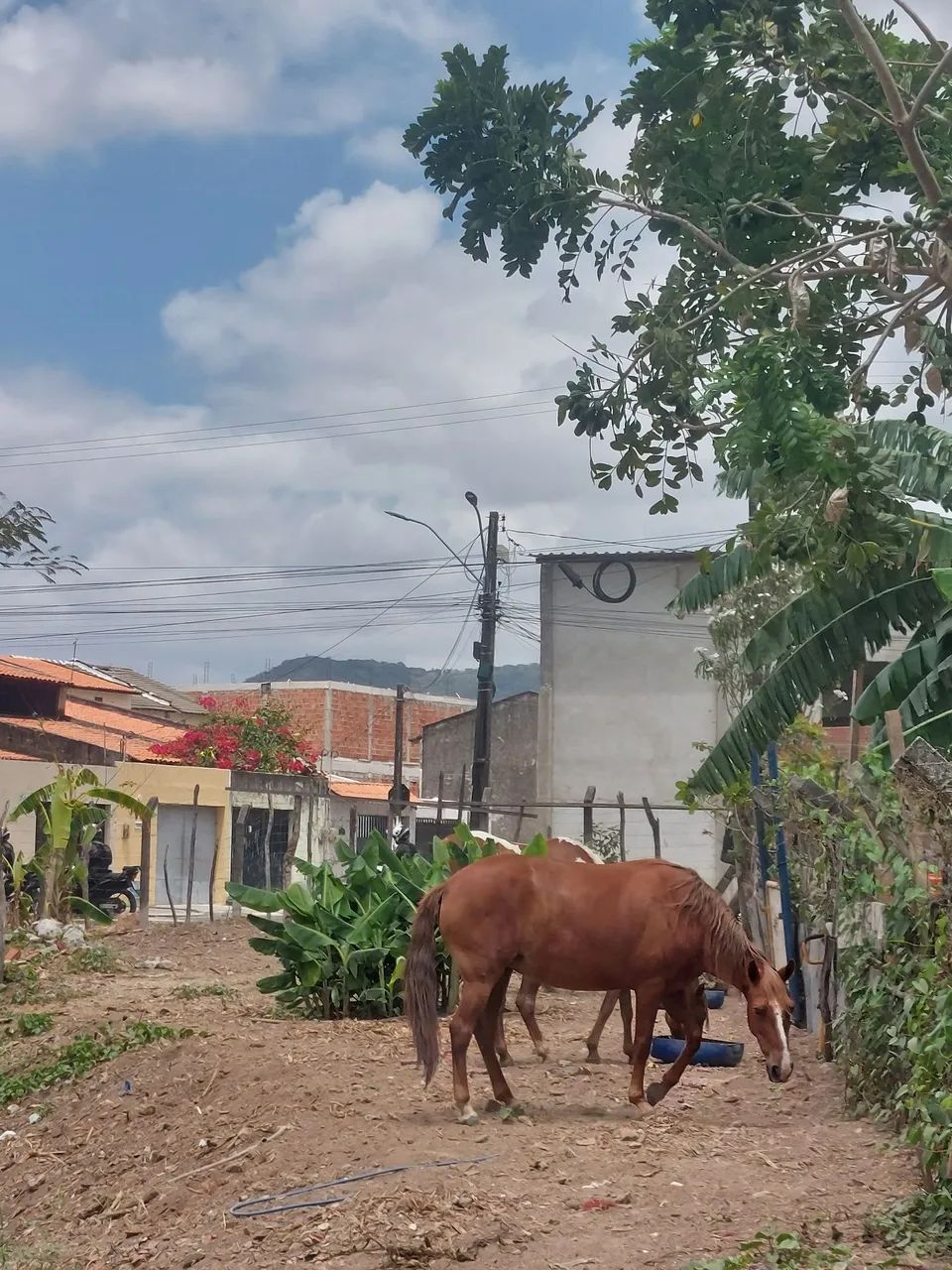 Eguas  - Foto 4