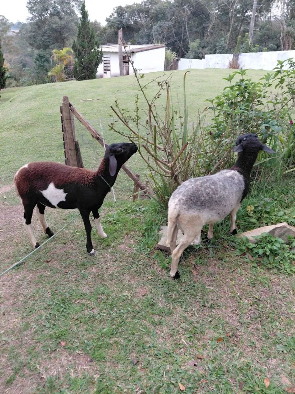 Ovelhas