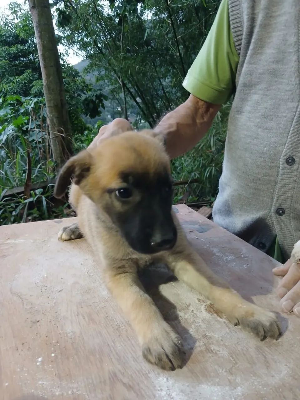 Doação responsável  - Foto 5
