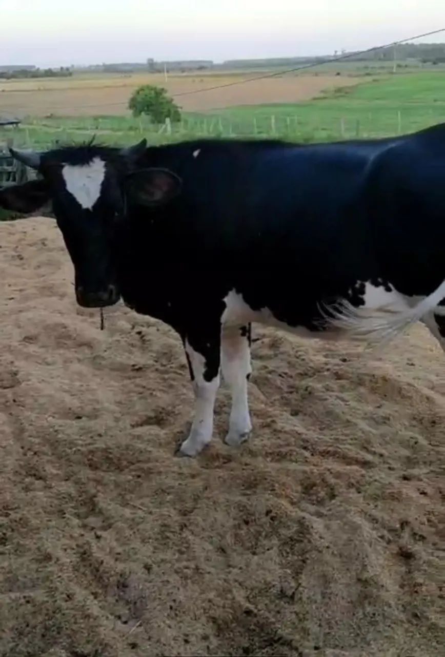 Vacas Jersey  - Foto 3