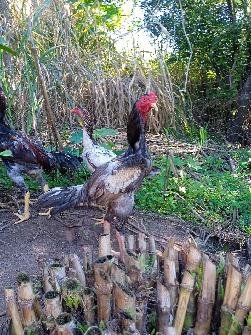 Frango índio gigante  - Foto 6
