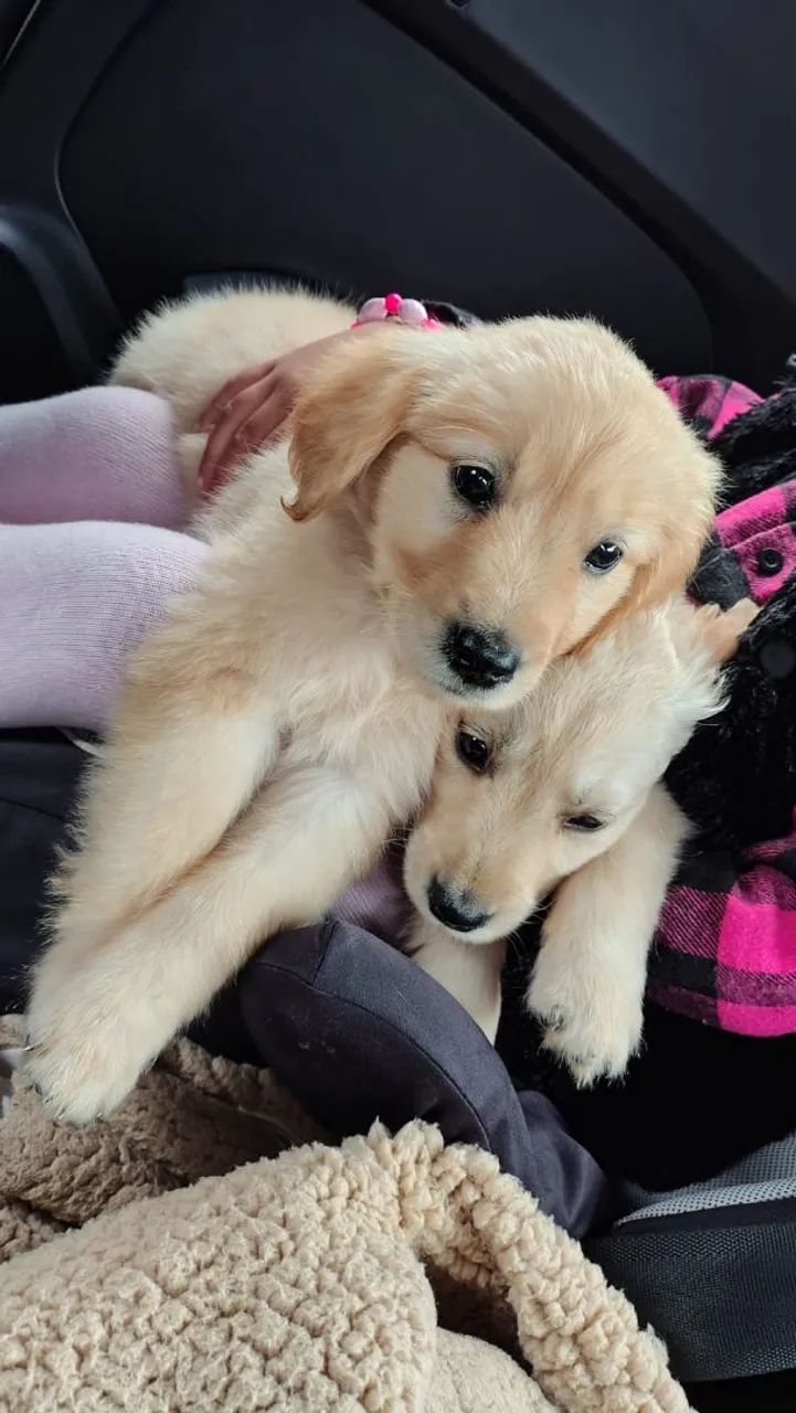  Golden Retriever  - Foto 5